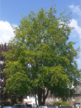 Carpinus betulus tree