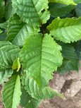 Prunus avium leaf