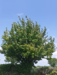 Prunus padus tree