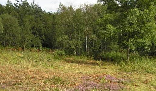 broxbourne-wood-surviving-heathland