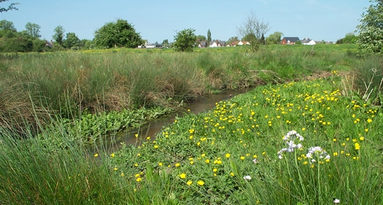 Wildflowers and river Purwell Meadows