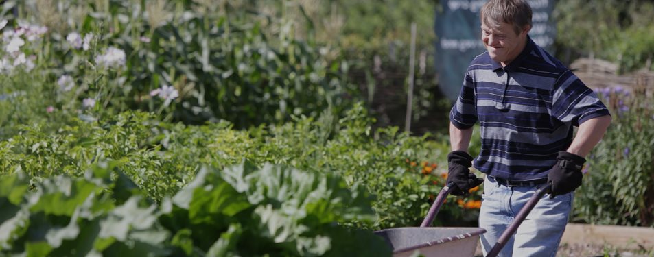 A man pushing a wheelbarrow through an allotment.