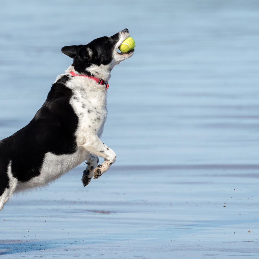 Dog jumping for a ball in the water