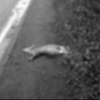 Dead animal off road