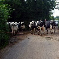 Cows in road