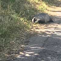 Dead badger on side of road