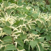 Japanese knotweed