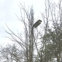 Overhanging branches blocking lamp column