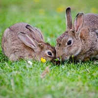 Rabbits