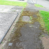 Pavement covered in slippery moss