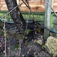 Tree Root Encroachment