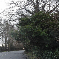 Tree Branches Overhanging