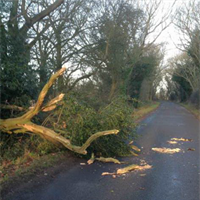 Tree in road