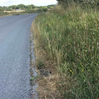 Overgrown grass verge