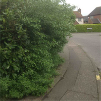 overhanging bush