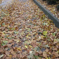 Hazardous leaves on footway