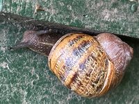 Garden snail
