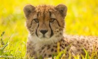 cheetah