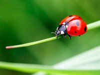 ladybird