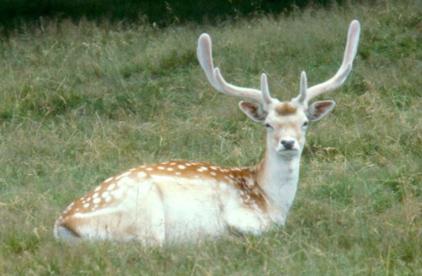 Deer Blog