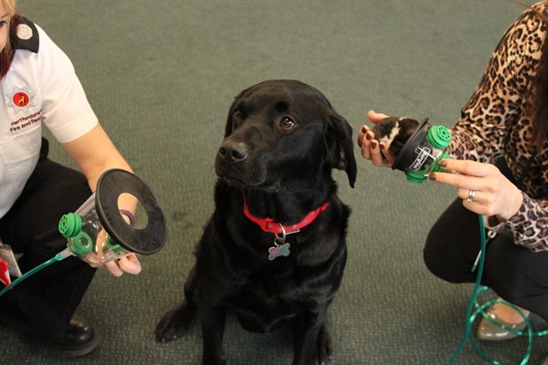 Dog and hamster with oxygen masks
