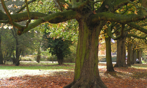 autumn colours