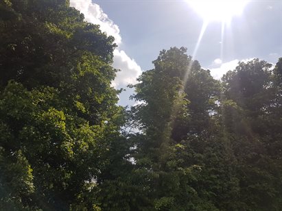 sunny field 1