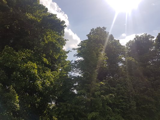 sunny field 400 x 600