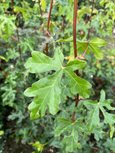 Acer campestre leaf