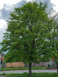 Acer campestre tree
