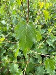 Betula pendula leaf