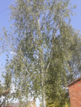 Betula pendula tree