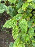 Carpinus betulus leaf