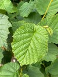 Corylus avellana leaf