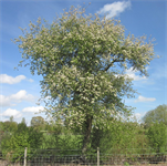 Crab Apple (Malus sylvestris)