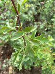Crataegus monogyna leaf