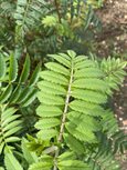Sorbus aucuparia leaf