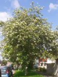 Sorbus aucuparia tree