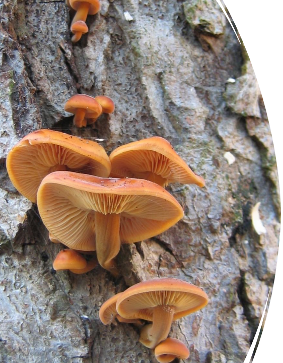 Fungi growing on tree bark