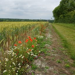 A field in Ashwell