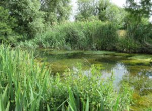 Butts Close pond