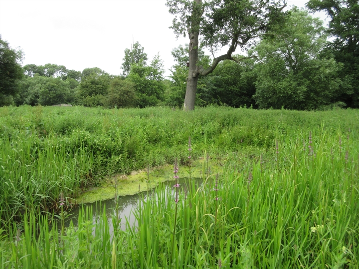 CMS Green meadow cropped 720x540