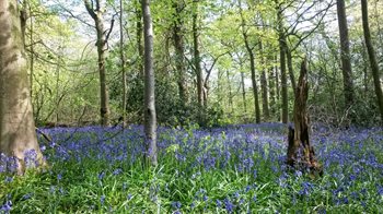 Carpenters Wood Meadow
