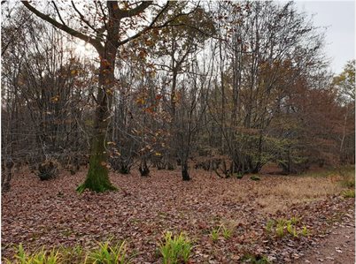 Pre-coppice LowRes Bencroft Wood
