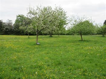 Stones Orchard Field