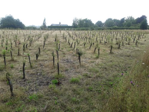 Rows of tree saplings planted for woodland creation.
