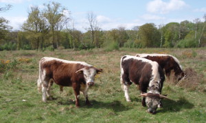 Bricket Wood Common
