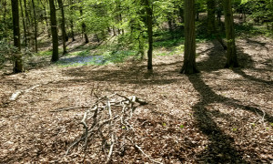 Carpenters Wood