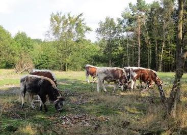 cows graxing 367x266