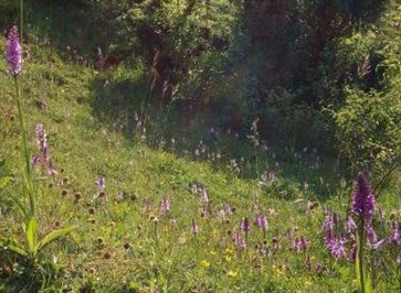 flowers-in-field-434x324-Cropped-363x266